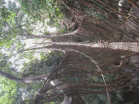 Hanging bridge