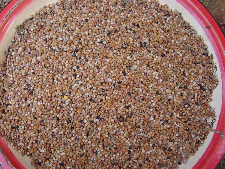 Local beans